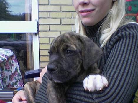 Blanding af racer Mailo  R.I.P. - Mailo og hans gamle ejer Helene billede 15