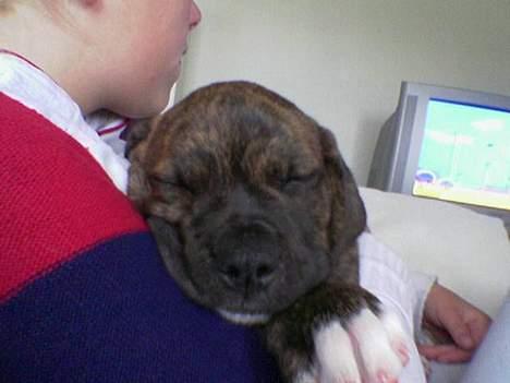 Blanding af racer Mailo  R.I.P. - NØJJ hvor er jeg altså bare træt billede 16