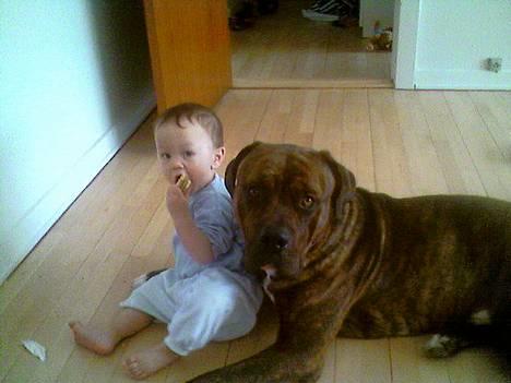 Blanding af racer Mailo  R.I.P. - Victor og Mailo billede 17