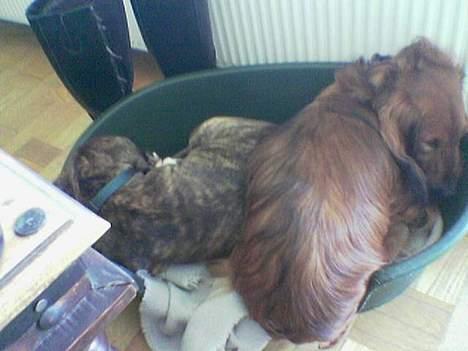 Blanding af racer Mailo  R.I.P. - Ludvig du fylder ALtsår... billede 18