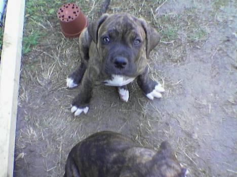 Blanding af racer Mailo  R.I.P. - KØB mig søde Helene (og det gjorde hun) billede 19