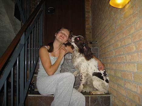 Field Trial spaniel Chester billede 14