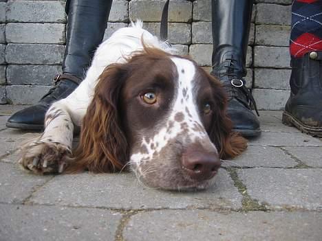 Field Trial spaniel Chester billede 15