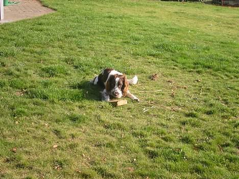 Field Trial spaniel Chester billede 17
