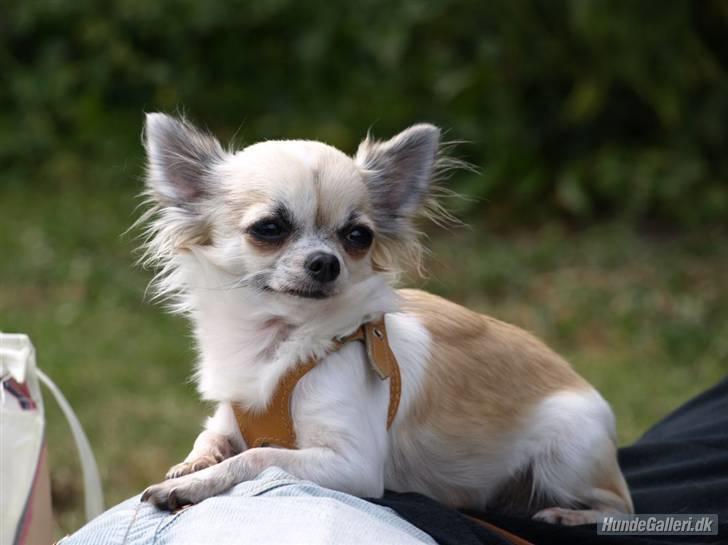 Chihuahua Nala - Nala i solen... billede 1