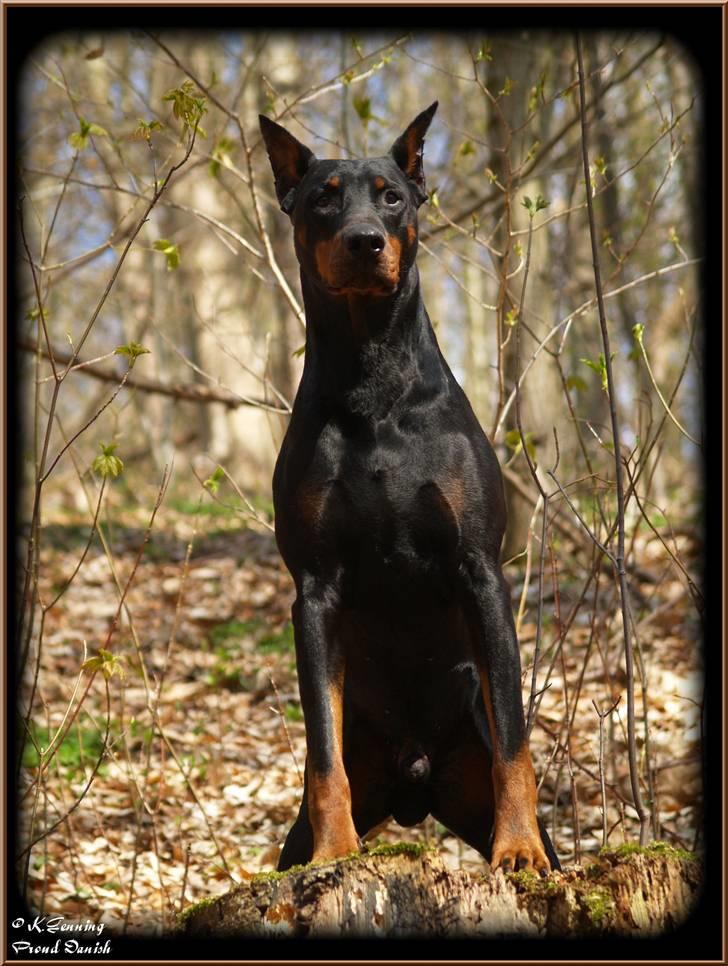 Dobermann Genning's Chavez R.I.P. - Kongen 8 år ;o) billede 13