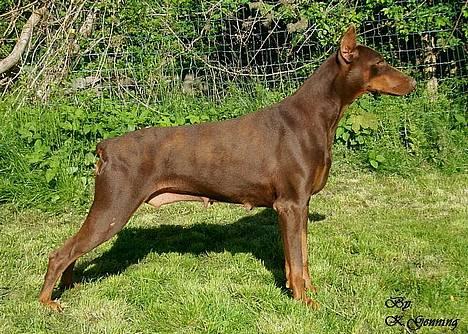 Dobermann Carina Al-Bet R.I.P. - Ronja 6½ år 31/5-06 billede 9