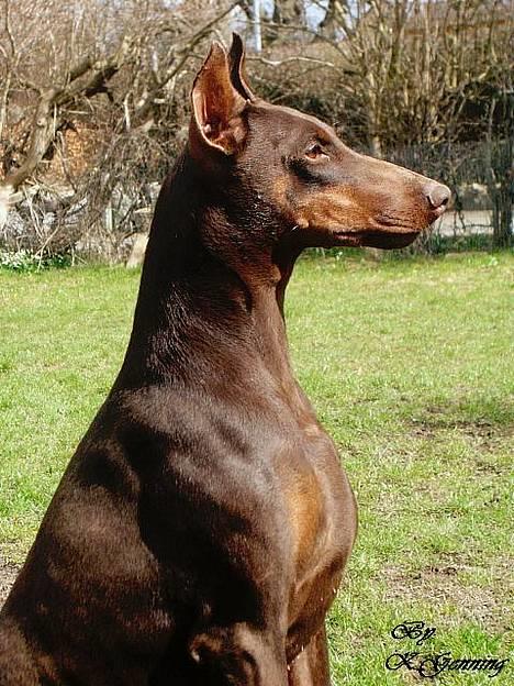Dobermann Carina Al-Bet R.I.P. - Smukke Chokolade Ronja ;o) billede 10