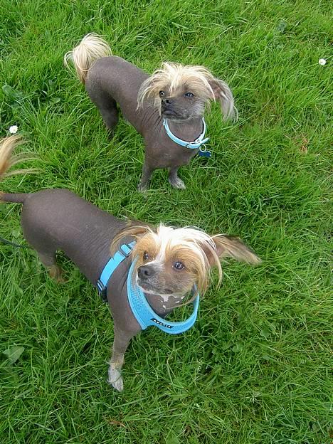 Blanding af racer Carlo billede 9