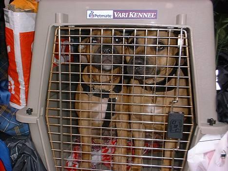 Amerikansk staffordshire terrier Kejser Bastian - Her sidder jeg med min mor Mojo på vej til hundesvømning! billede 4