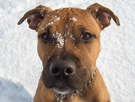 Amerikansk staffordshire terrier Kejser Bastian - Bastian i sneen billede 5