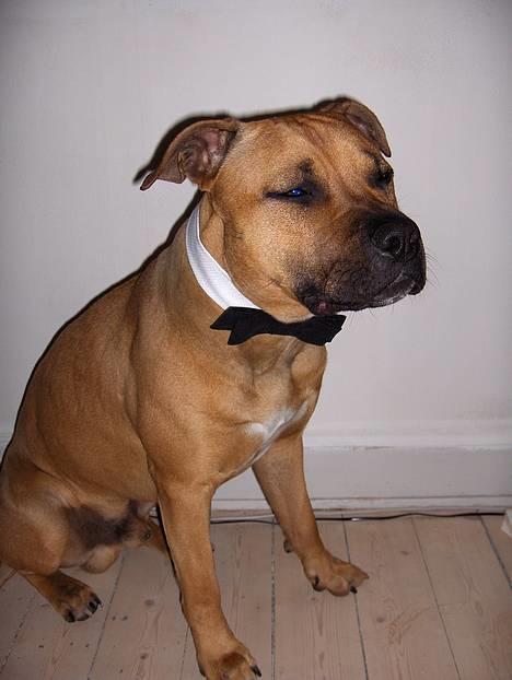 Amerikansk staffordshire terrier Kejser Bastian - The name is Bastian, Kejser Bastian :)  billede 6