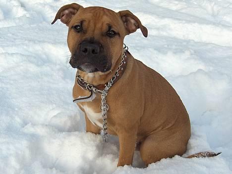 Amerikansk staffordshire terrier Kejser Bastian - ja det er hvidt nu, men når Basse-mand er færdig med at trylle er det gult!!! billede 7