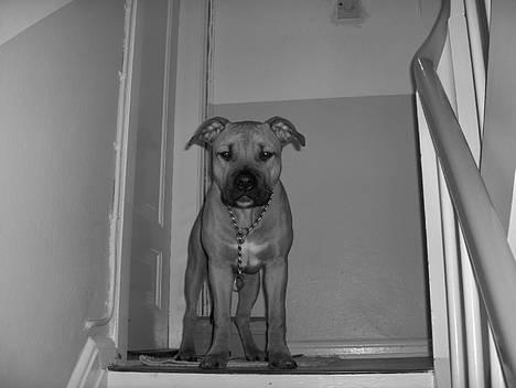 Amerikansk staffordshire terrier Kejser Bastian billede 8