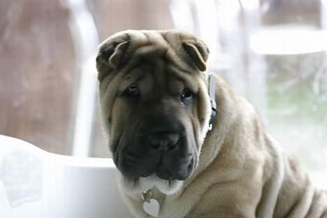Shar pei Nanna + Død+  - Jeg sidder bare lige og ser uskyldig ud... billede 8