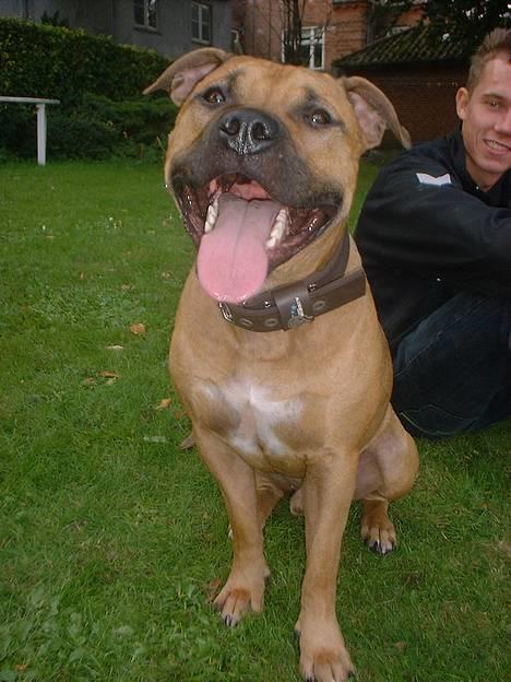 Amerikansk staffordshire terrier Kejser Bastian - Nyt d. 16/9 hygger i haven :) billede 9