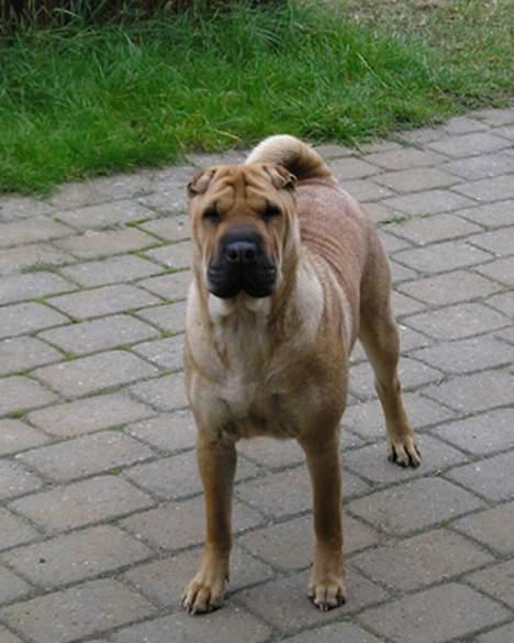 Shar pei Nanna + Død+  - En stor flot pige!!!! billede 9