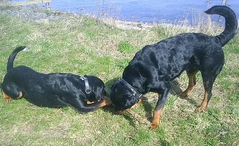 Rottweiler Tiny *18-12* - Tiny med sin far :-) billede 19