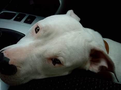 Dogo argentino Lucky """   DØD  """ - Er vi der ikke snart ..     ??????  Hans første lange køretur i bil helt til Odense ca. 200km. hjemmefra  billede 1