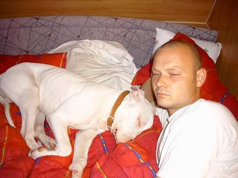 Dogo argentino Lucky """   DØD  """ - 1 uge. efter andkomst hos min nye famillie var jeg allerede faldet til se bare ...  En Seng .....   sammen med min herre på min første camping ferie i Odense...  Skønt ...    billede 2