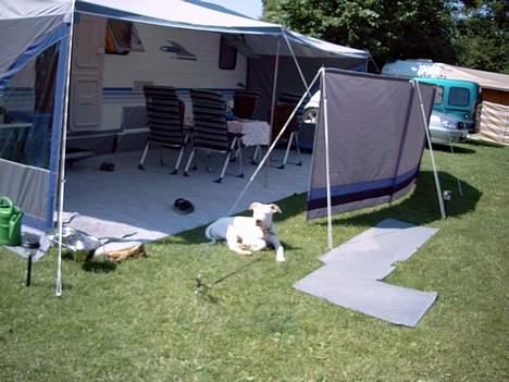 Dogo argentino Lucky """   DØD  """ billede 3