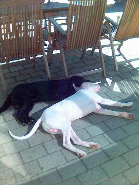 Dogo argentino Lucky """   DØD  """ billede 4