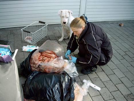 Dogo argentino Lucky """   DØD  """ - Min mor er ved at pakke kød i potioner til mig ..    billede 5