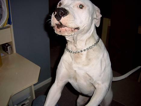 Dogo argentino Lucky """   DØD  """ billede 6