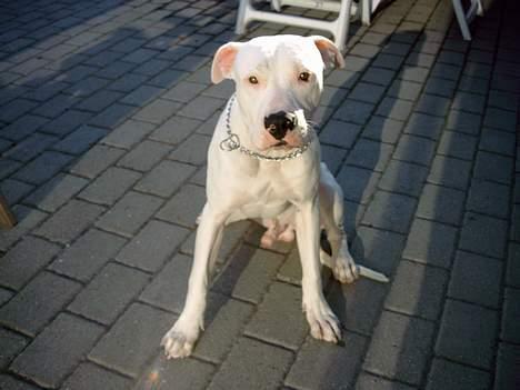 Dogo argentino Lucky """   DØD  """ billede 7