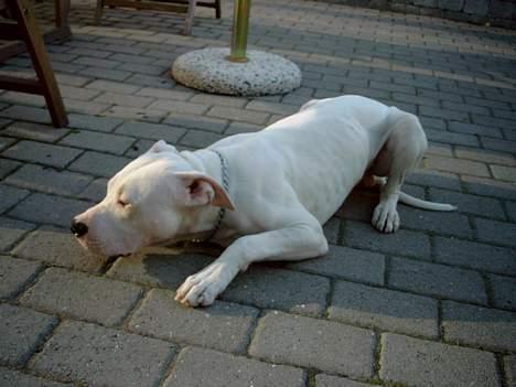 Dogo argentino Lucky """   DØD  """ billede 8