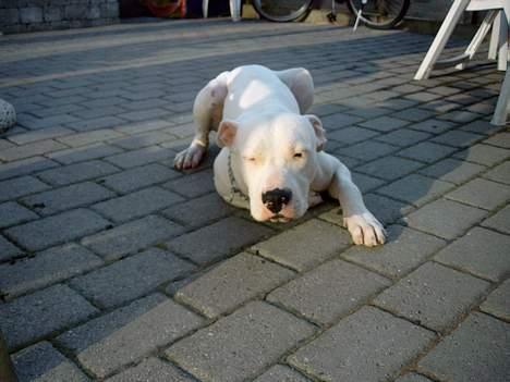 Dogo argentino Lucky """   DØD  """ billede 9