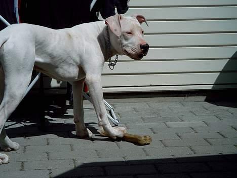 Dogo argentino Lucky """   DØD  """ billede 10