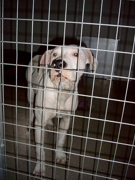 Dogo argentino Lucky """   DØD  """ - Billedet er taget d. 18/6  fra internatet inde vi fik ham ...   billede 11