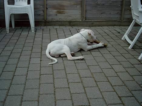 Dogo argentino Lucky """   DØD  """ billede 12