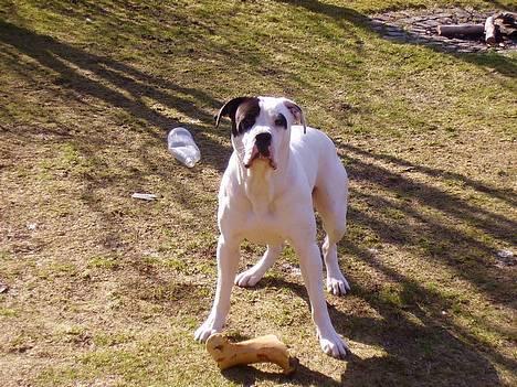 Amerikansk bulldog Matti Vega - Skal vi lege? billede 10