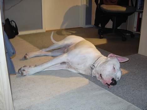 Dogo argentino Lucky """   DØD  """ - Billedet er taget Her til aften ..  d. 18/10-05 billede 13