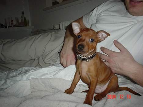 Dvaergpinscher Chico billede 15