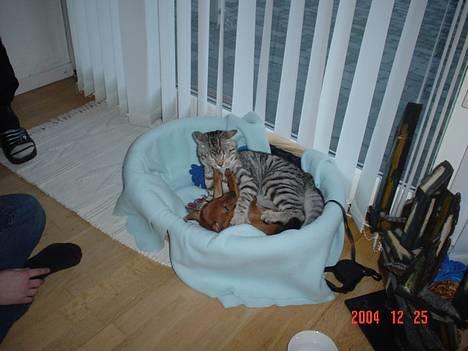 Dvaergpinscher Chico billede 16