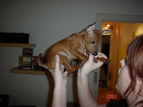 Dvaergpinscher Chico - min legekamerat Viggo - han ser farlig ud, men det er han slet ikke :o) billede 17