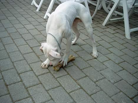 Dogo argentino Lucky """   DØD  """ billede 14