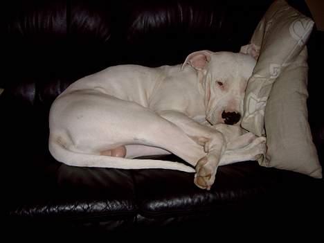 Dogo argentino Lucky """   DØD  """ - Bliver du ved med at tage billeder af mig .. !!!!!!!!  mens jeg slapper af ....   billede 15