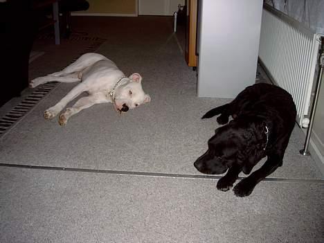 Dogo argentino Lucky """   DØD  """ - Taget er d. 18/10-05   billede 16