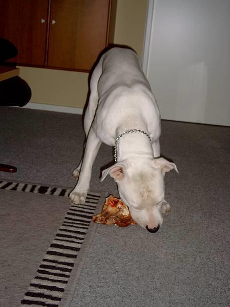 Dogo argentino Lucky """   DØD  """ - Min Far har købt heste gnave ben til mig ..  Skønt ... hemmmm  billede 17