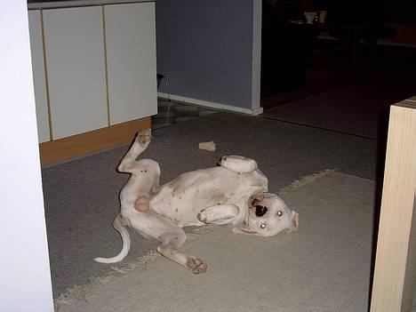 Dogo argentino Lucky """   DØD  """ billede 18