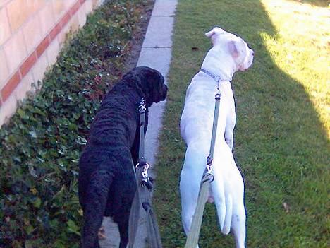 Dogo argentino Lucky """   DØD  """ billede 19