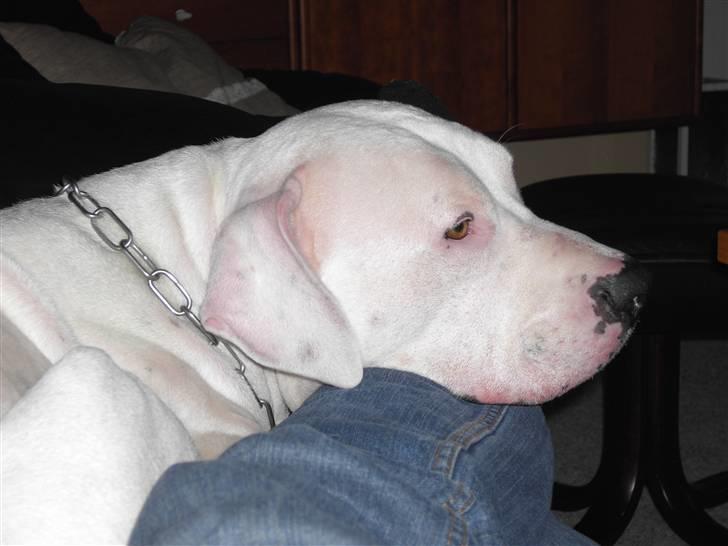 Dogo argentino Lucky """   DØD  """ - Billedet er taget d. 7/4:08 dage før besøget hos dyrlægen ..     Hvor vi skulle sige farvel ..    billede 20
