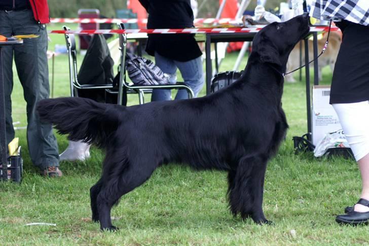Flat coated retriever Zoa billede 1