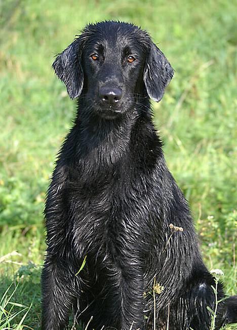 Flat coated retriever Zoa billede 2