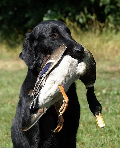 Flat coated retriever Zoa - hvem er den sødeste rap-and her???? billede 3