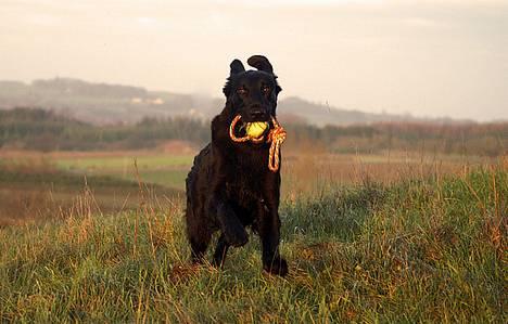 Flat coated retriever Zoa billede 4